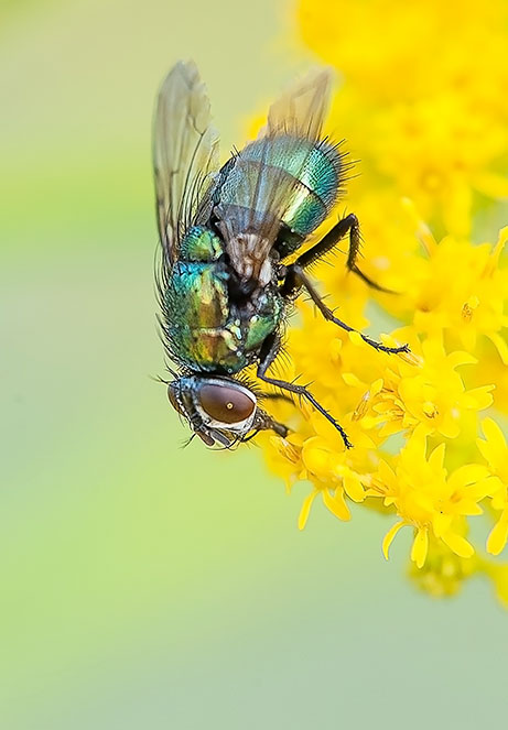 Gestion parasitaire - Nid d’abeille - Bee Exterminator - ExterminaPro