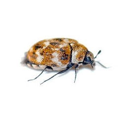 Attagène des tapis extermination - Black carpet beetle control