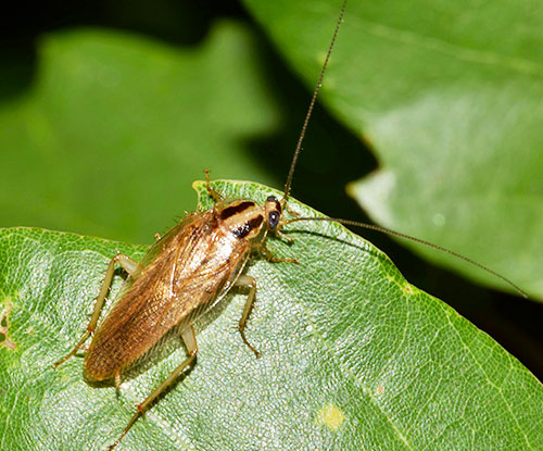 Exterminateur Coquerelle - Comment se débarrasser des blattes - Cockroach exterminator