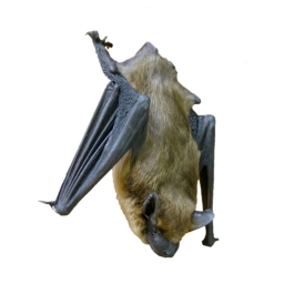 Exterminateur chauve-souris - Bat control & removal