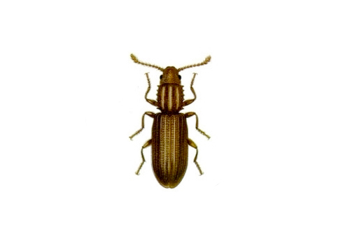 Exterminateur cucujide des grains - Grain beetle exterminator