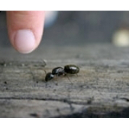 Fourmi charpentière extermination - Ant exterminator