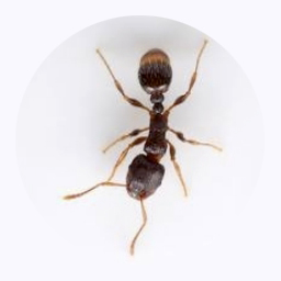 Exterminateur fourmis de pavé - Pavement ant exterminator