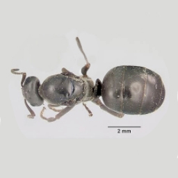 Fourmis noires des champs - Ant exterminator
