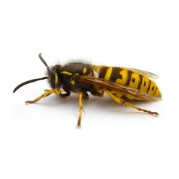 Guêpes exterminateur - Wasp control