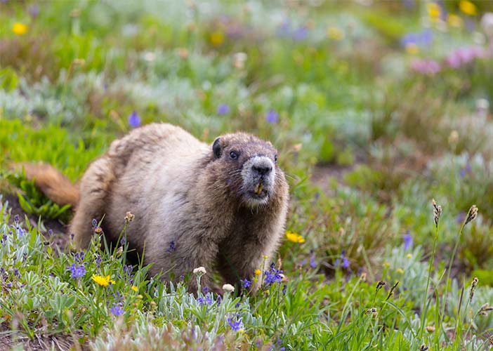 Exterminateur marmotte - Marmot control & removal