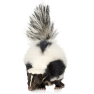 Exterminateur moufette - Skunk exterminator