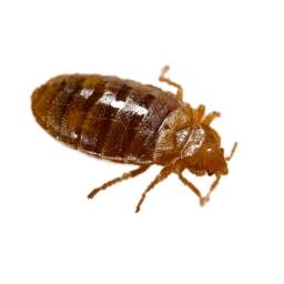 Exterminateur punaise de lit - Bed bug exterminator