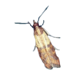 Pyrale indienne Exterminateur - Indian meal moth exterminator