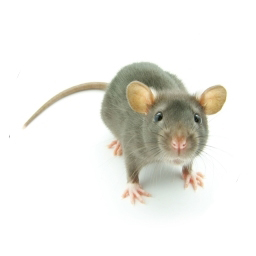 Exterminateur rats - Rat extermination