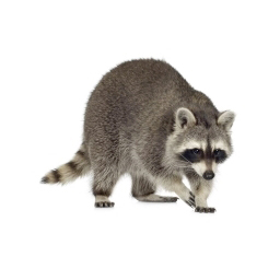 Exterminateur raton laveur - Raccoon control & removal