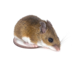 Exterminateur souris - Mouse exterminator
