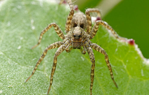 Exterminateur araignée - Spider control