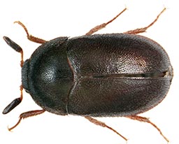 Attagène des tapis extermination - Black carpet beetle control