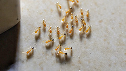 Exterminateur fourmis - Ant exterminator