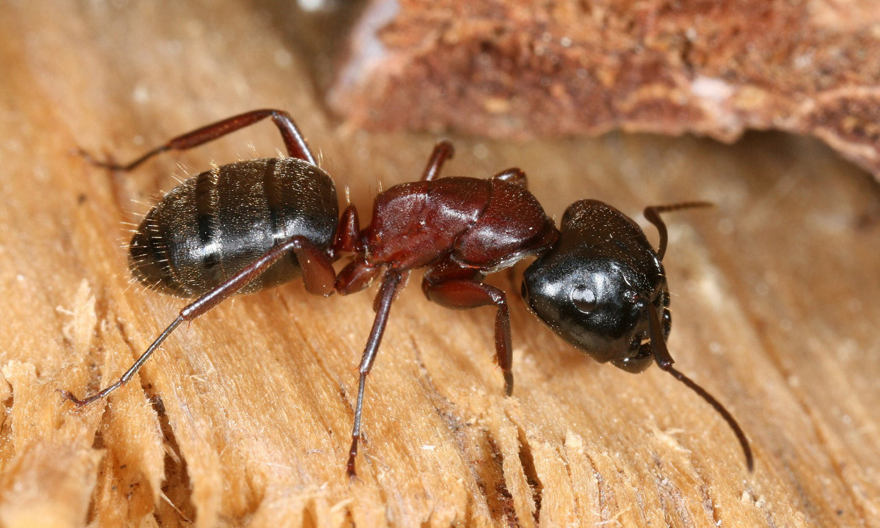 Identification fourmis charpentières S’en débarrasser