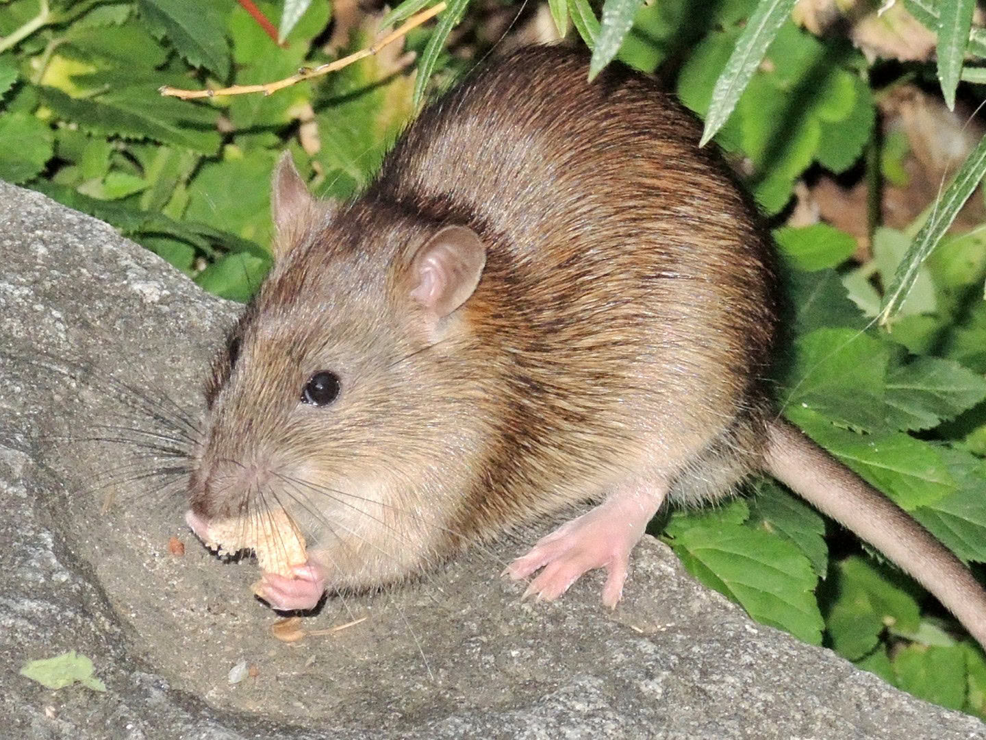 Quebec Rats Exterminateurs à Gatineau | ExterminaPro