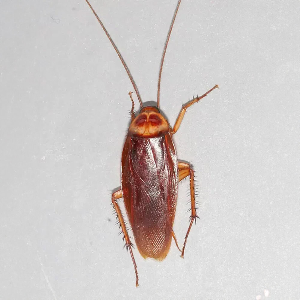 Exterminateurs à Montréal | ExterminaPro