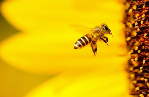 abeille abeille