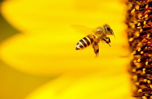 Nid d’abeille - Bee extermination