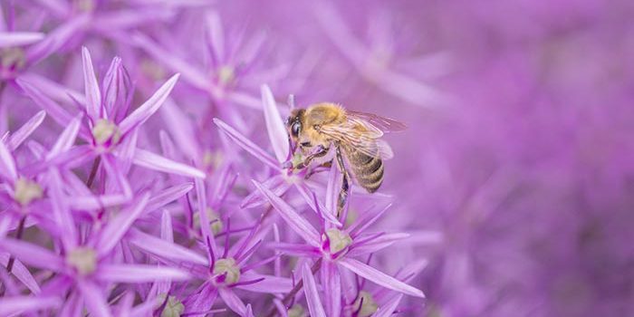 abeille2 abeille2