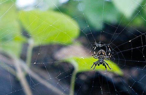 Exterminateur araignée - Spider control