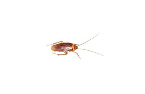 Exterminateur coquerelle - Comment se débarrasser des blattes - Cockroach exterminator
