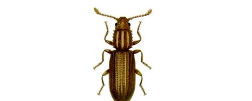 Exterminateur cucujide des grains - Grain beetle exterminator