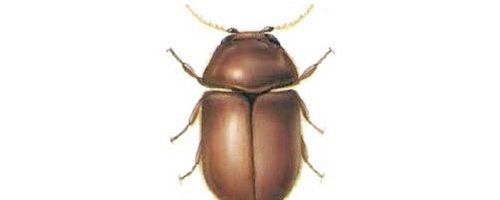 Exterminateur lasioderme - Tobacco beetle exterminator