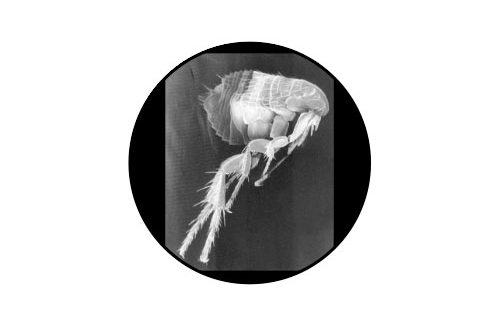 Exterminateur puce - Flea exterminator