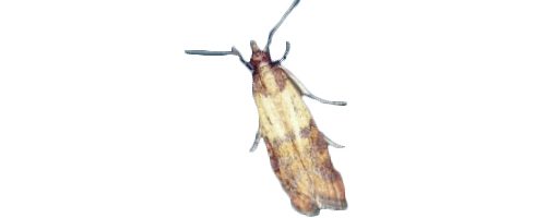 Exterminateur Pyrale indienne - Indian meal moth exterminator