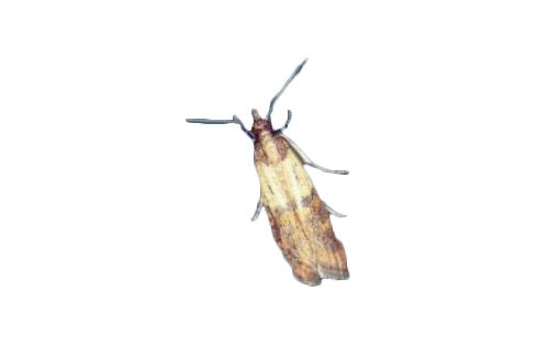 Exterminateur Pyrale indienne - Indian meal moth exterminator