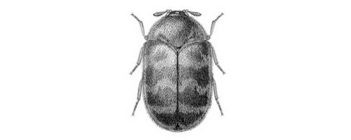 Exterminateur trogoderme - Warehouse beetles exterminator